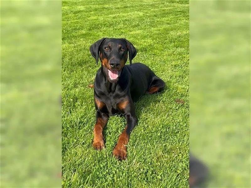 Dobermann rüde 3 Jahre alt mit Papieren . Perfektes wesen