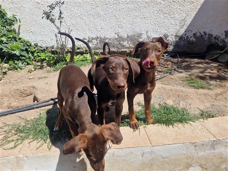ARON-feiner Hundejunge sucht Familienanschluss!