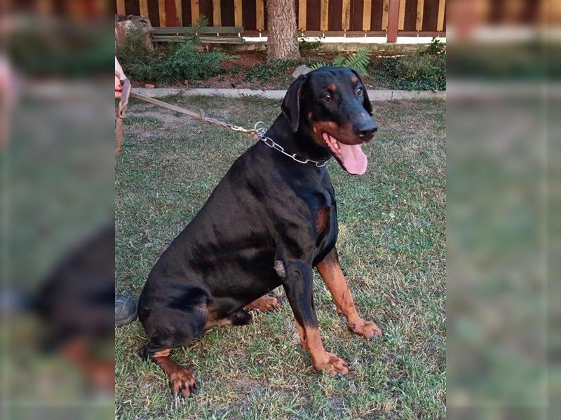 JASON stattlicher, sportl. Dobermannrüde sucht ....