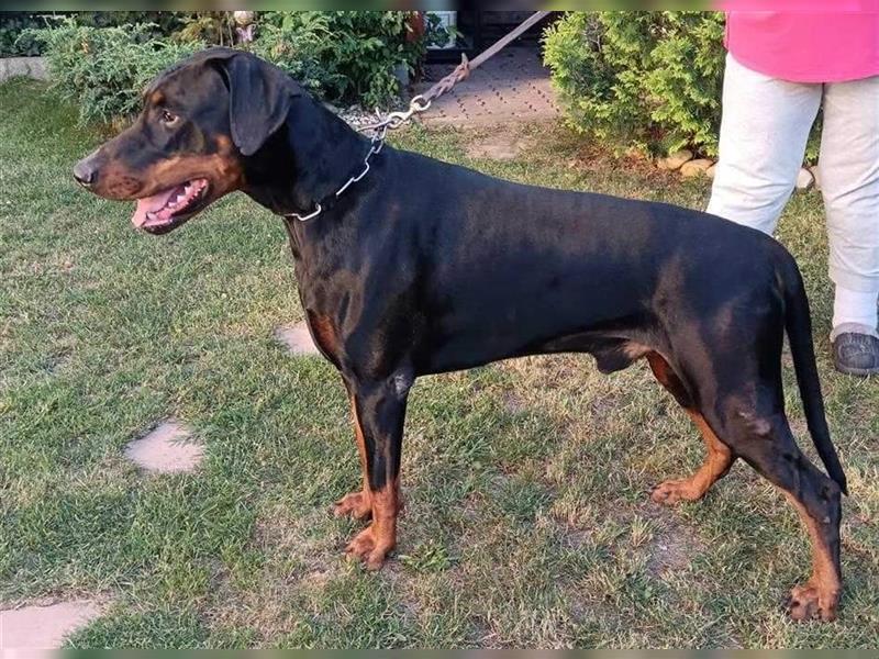 JASON stattlicher, sportl. Dobermannrüde sucht ....