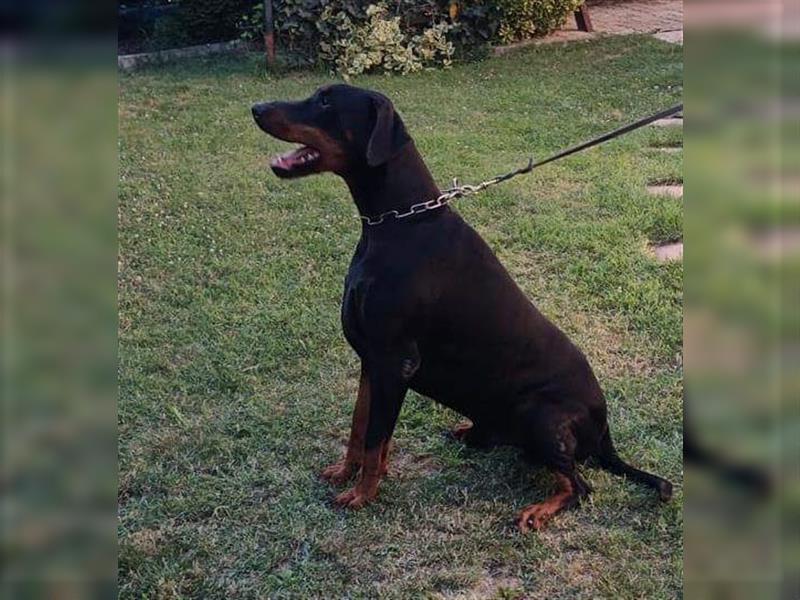 JASON stattlicher, sportl. Dobermannrüde sucht ....