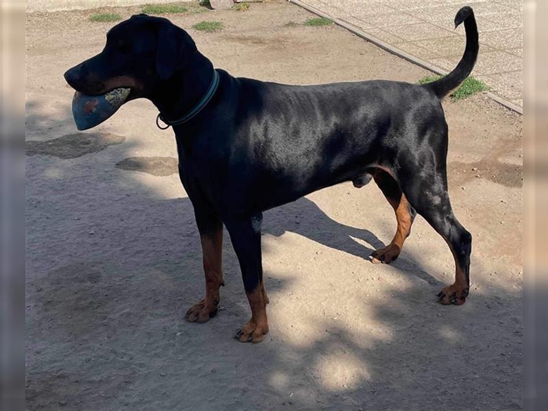 JASON stattlicher, sportl. Dobermannrüde sucht ....