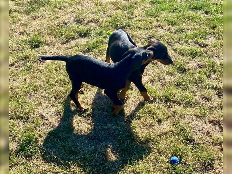 Dobermann (m+w) geb. 22.05.2024 in erfahrene Hände abzugeben