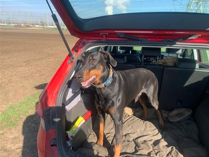 Dobermann (m+w) geb. 22.05.2024 in erfahrene Hände abzugeben