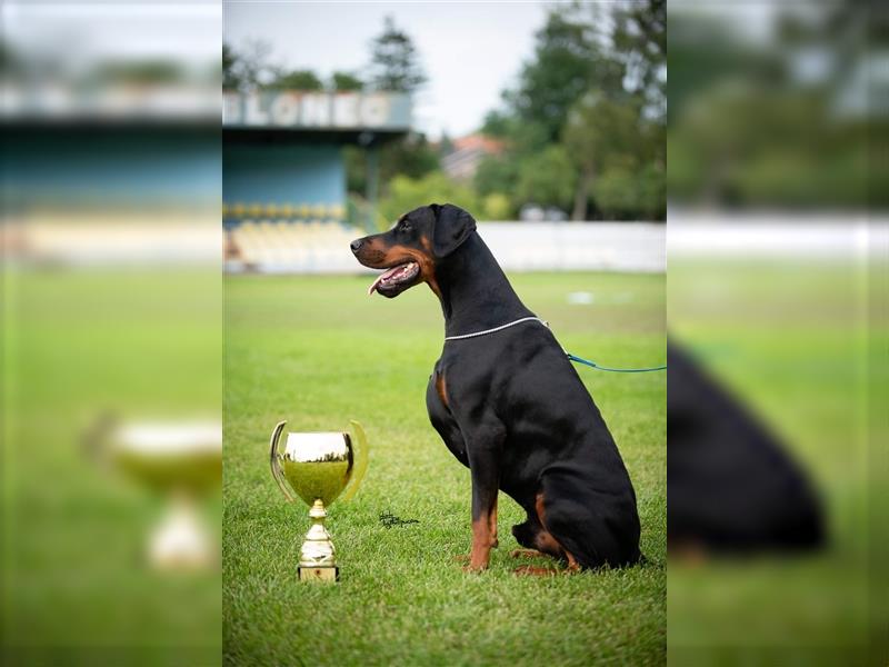 Männlicher Dobermann-Welpe aus der Di Fahinera Zucht