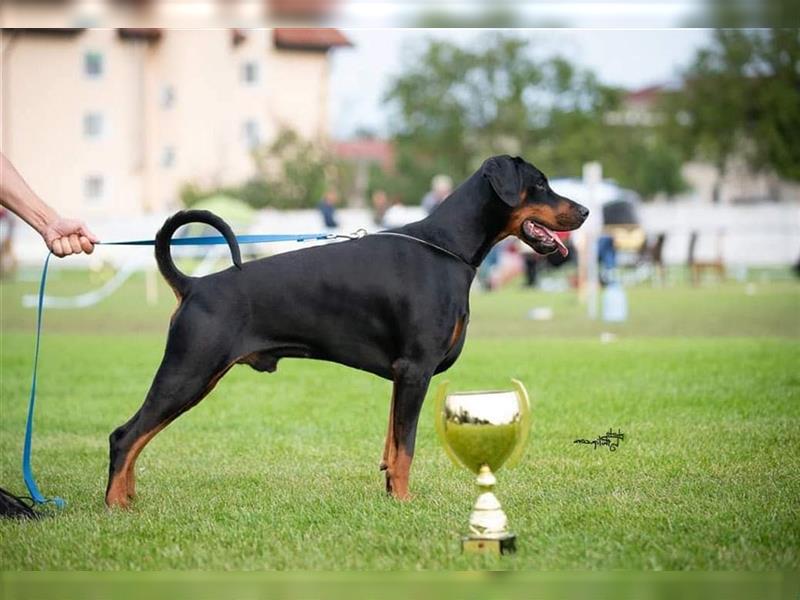 Männlicher Dobermann-Welpe aus der Di Fahinera Zucht