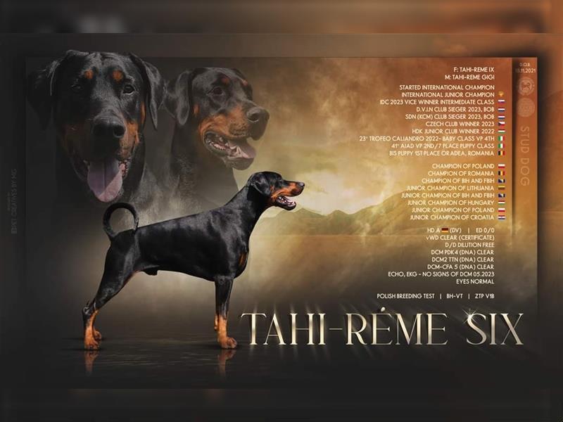 Männlicher Dobermann-Welpe aus der Di Fahinera Zucht