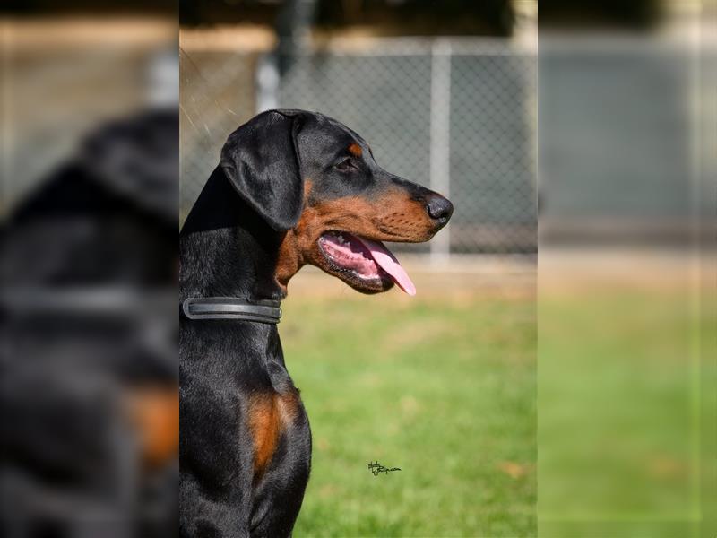 Männlicher Dobermann-Welpe aus der Di Fahinera Zucht