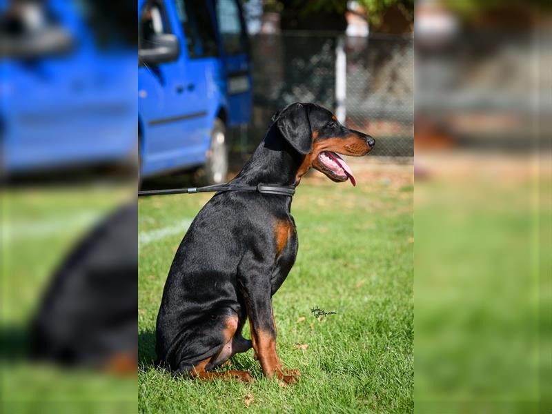 Männlicher Dobermann-Welpe aus der Di Fahinera Zucht