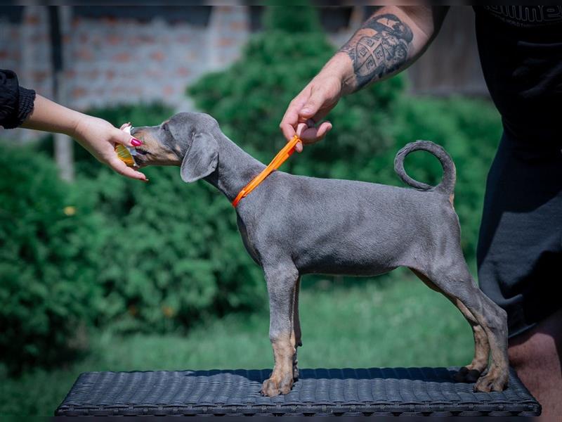 Dobermann Welpen - blue/tan - Rüde/Weibchen