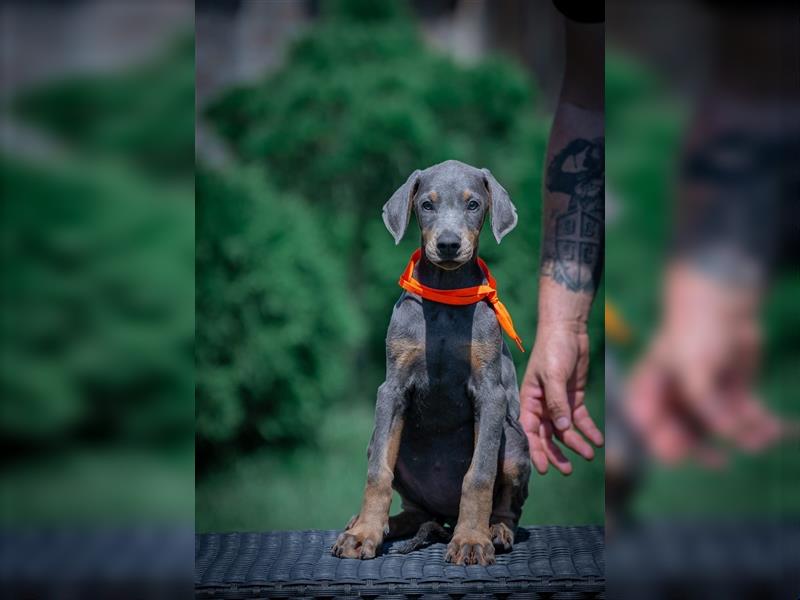 Dobermann Welpen - blue/tan - Rüde/Weibchen