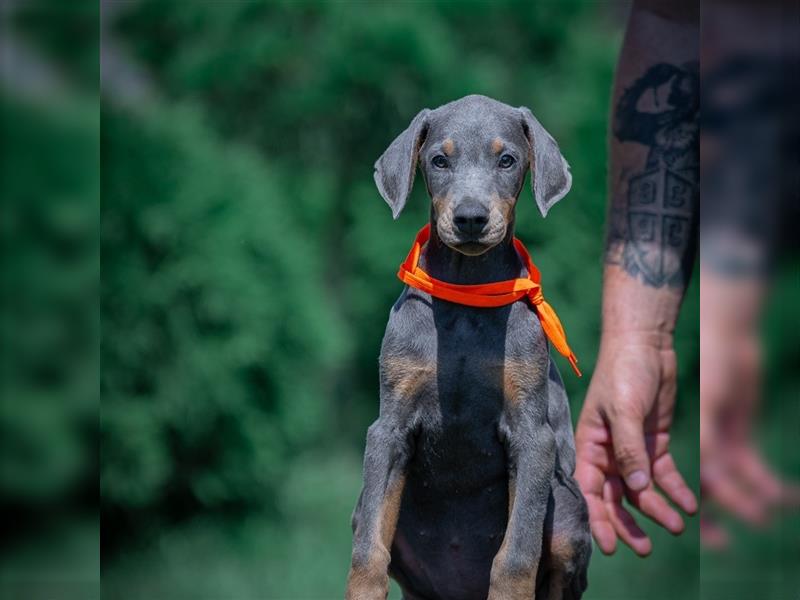 Dobermann Welpen - blue/tan - Rüde/Weibchen