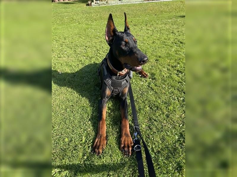 Dobermann Rüde- 9 Monate alt