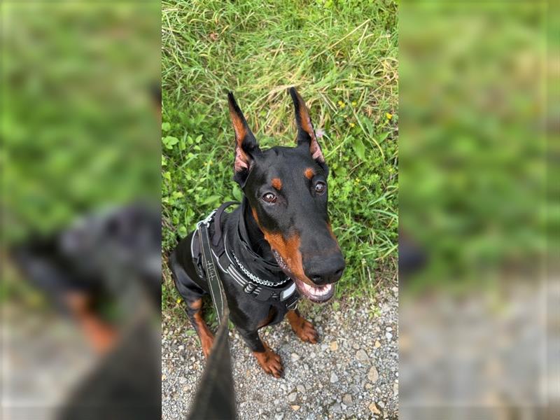 Dobermann Rüde- 9 Monate alt