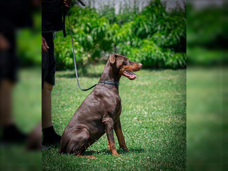 Dobermann Welpen - Mix Europäisch/Amerikanisch - Wurfankündigung