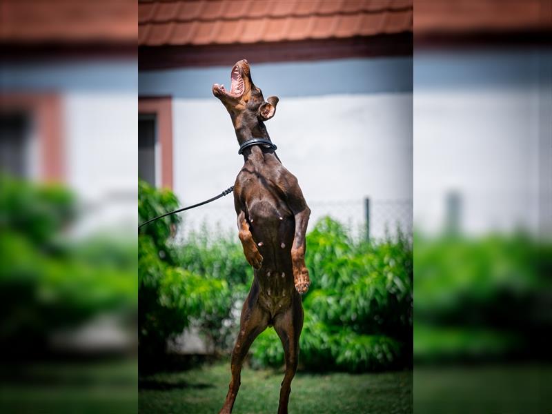 Dobermann Welpen - Mix Europäisch/Amerikanisch - Wurfankündigung