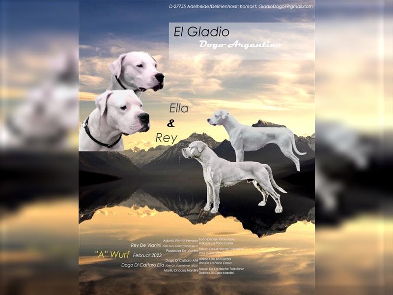 Dogo Argentino Welpen mit VdH-Papieren (EU-Heimtierausweis, Zuchtbuchnummer, Ahnentafel)