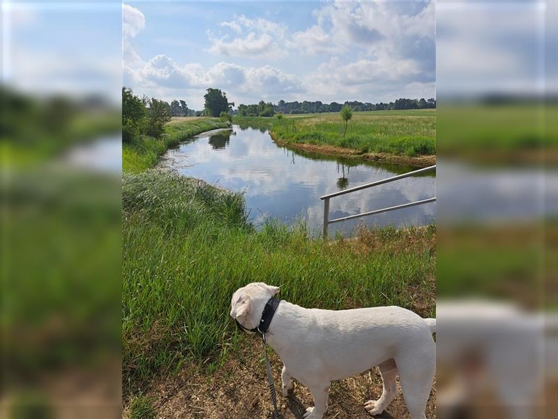 Dogo Argentino sucht dringend liebevolles Zuhause