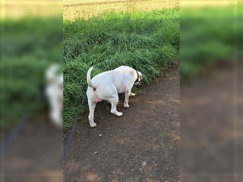 Dogo Argentino sucht dringend liebevolles Zuhause