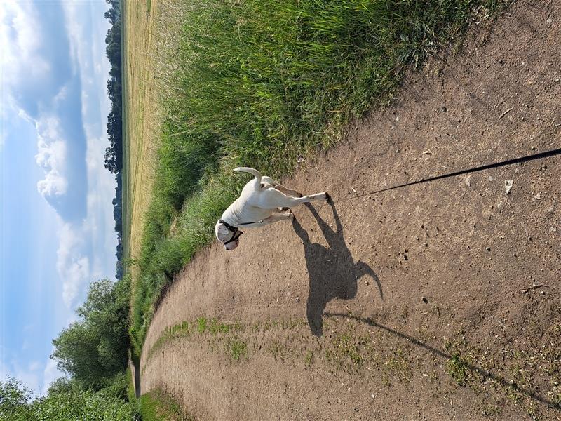 Dogo Argentino sucht dringend liebevolles Zuhause