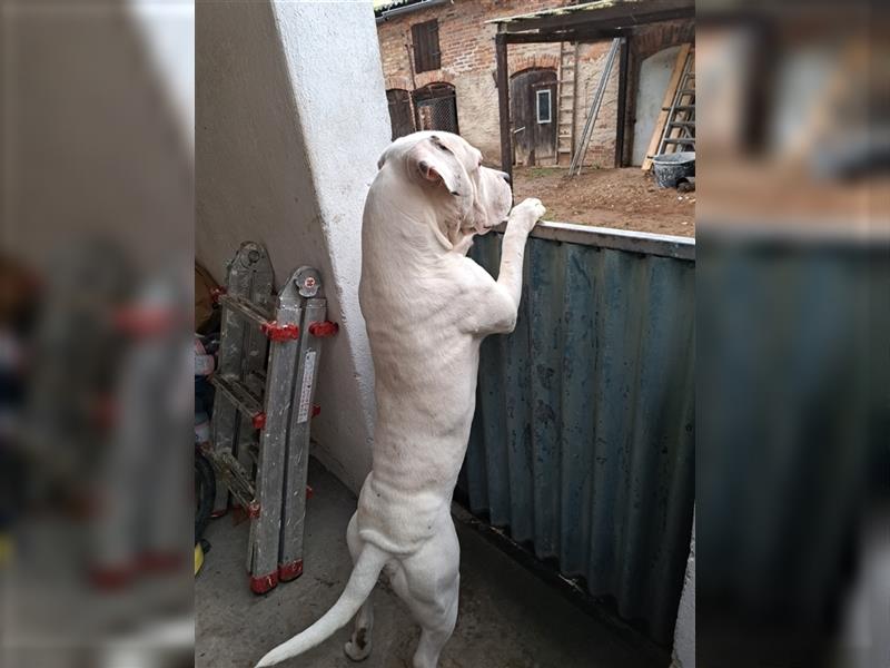 Dogo Argentino sucht dringend liebevolles Zuhause