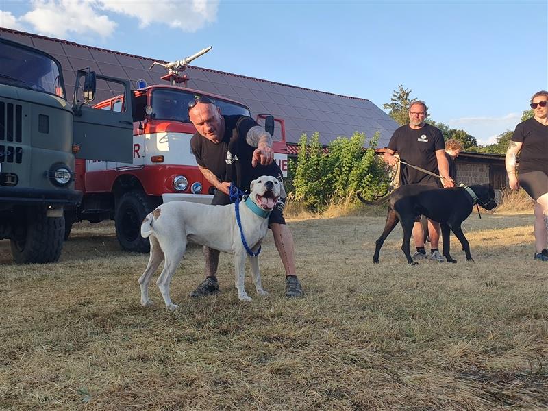 Dogo Argentino