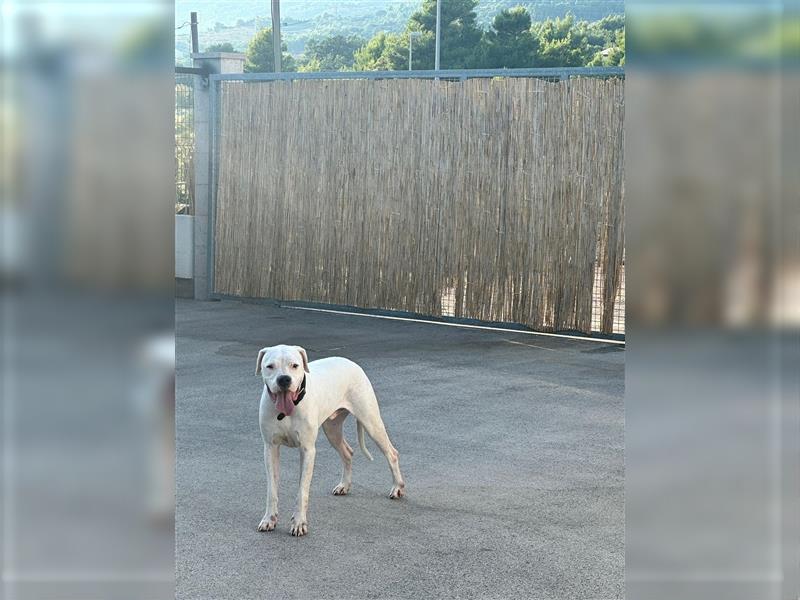 Dogo Argentino