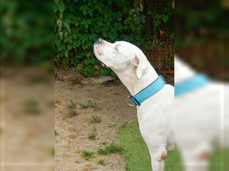 Dogo Argentino