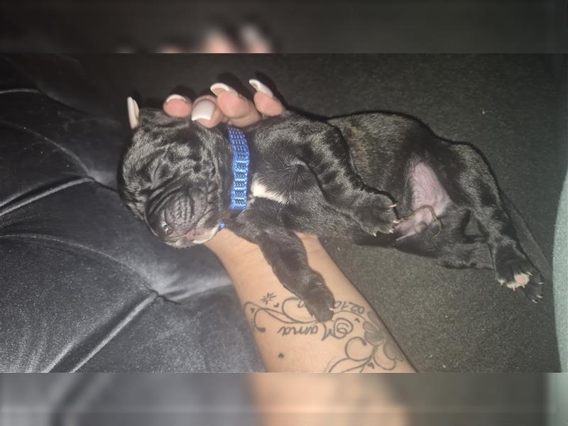 Presa canario welpen 3 wochen alt