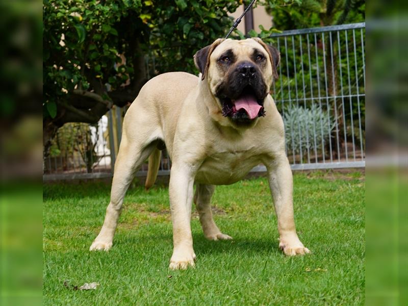 Presa Canario Welpen der S-Klasse mit Papiere, Deutsche Zucht!