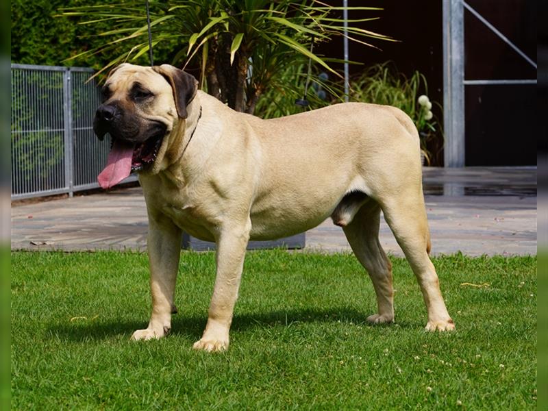 Presa Canario Welpen der S-Klasse mit Papiere, Deutsche Zucht!