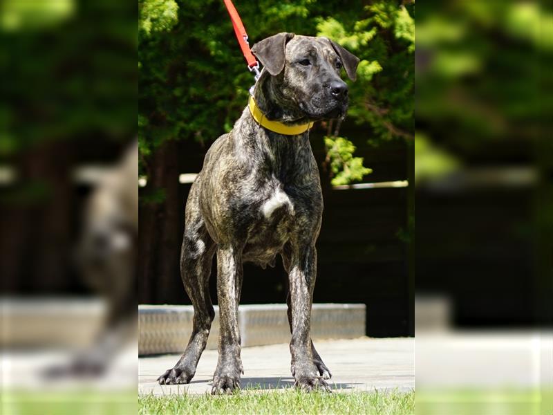 Presa Canario Welpen der S-Klasse mit Papiere, Deutsche Zucht!