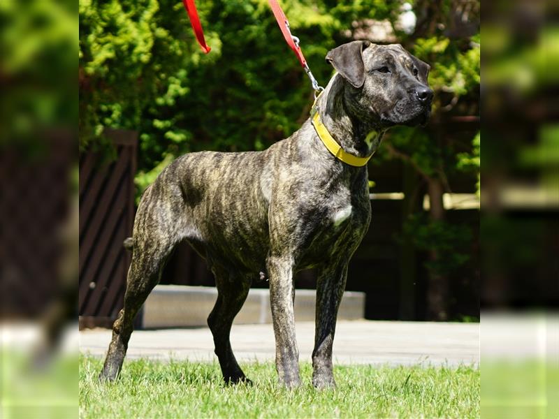 Presa Canario Welpen der S-Klasse mit Papiere, Deutsche Zucht!