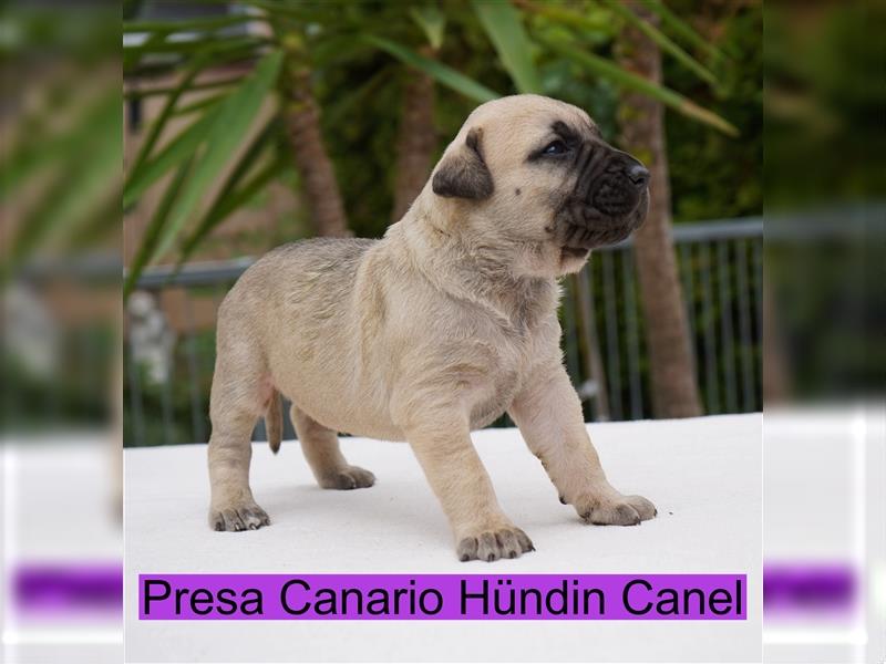 Presa Canario Welpen der S-Klasse mit Papiere, Deutsche Zucht!