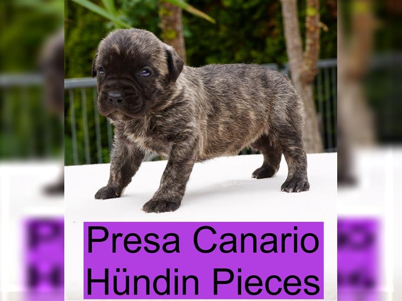 Presa Canario Welpen der S-Klasse mit Papiere, Deutsche Zucht!