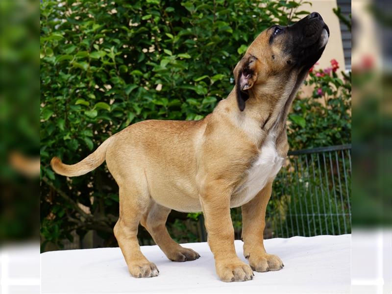 Kräftige Top Presa Canario Welpen Hündin Calida von den Pretorianern