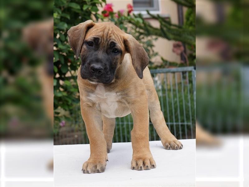 Kräftige Top Presa Canario Welpen Hündin Calida von den Pretorianern