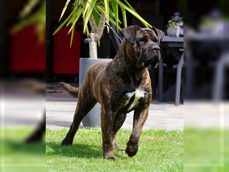 Kräftige Top Presa Canario Welpen Hündin Calida von den Pretorianern