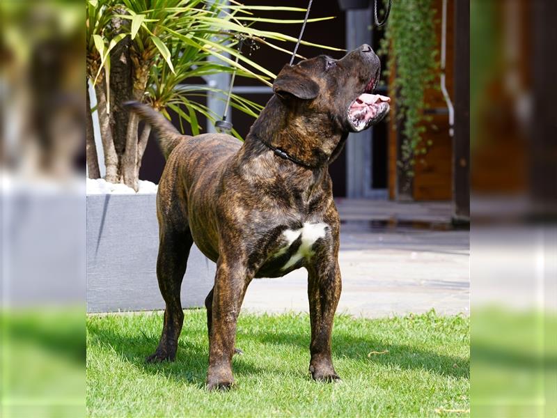 Kräftige Top Presa Canario Welpen Hündin Calida von den Pretorianern