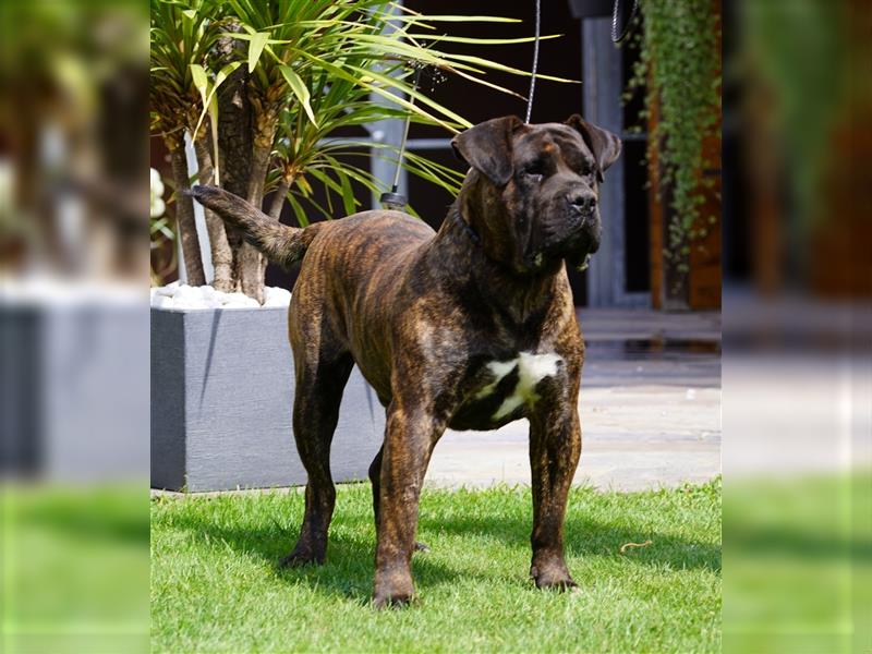 Kräftige Top Presa Canario Welpen Hündin Calida von den Pretorianern