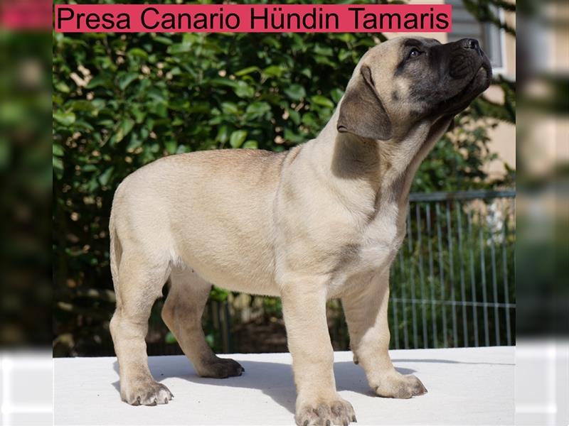 Top Presa Canario Welpen Deutsche Zucht, Papiere, EU-Pass, Chip, Eltern vor Ort!!