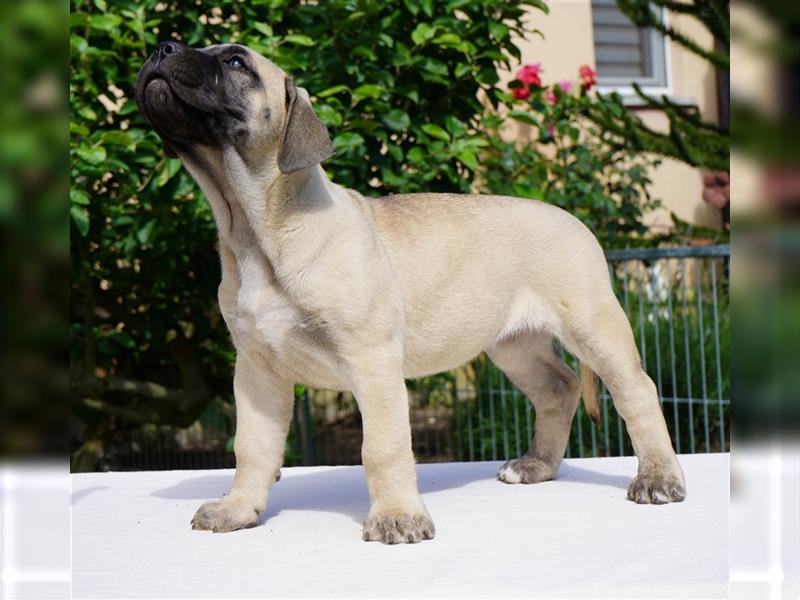 Top Presa Canario Welpen Deutsche Zucht, Papiere, EU-Pass, Chip, Eltern vor Ort!!