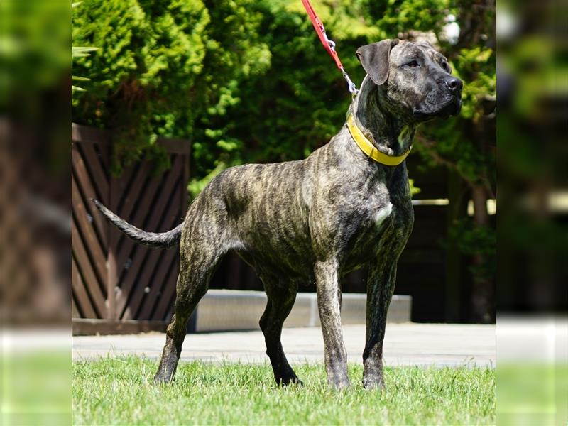 Top Presa Canario Welpen Deutsche Zucht, Papiere, EU-Pass, Chip, Eltern vor Ort!!