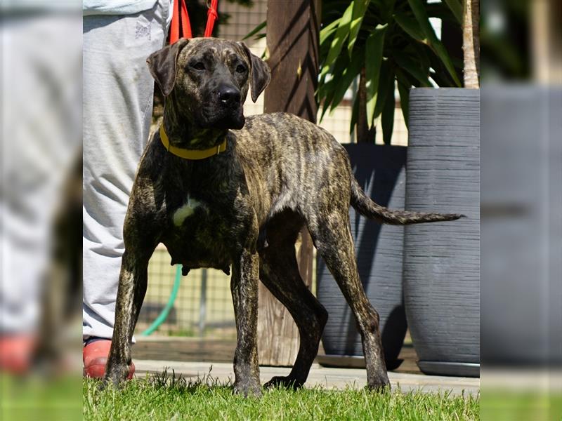 Top Presa Canario Welpen Deutsche Zucht, Papiere, EU-Pass, Chip, Eltern vor Ort!!