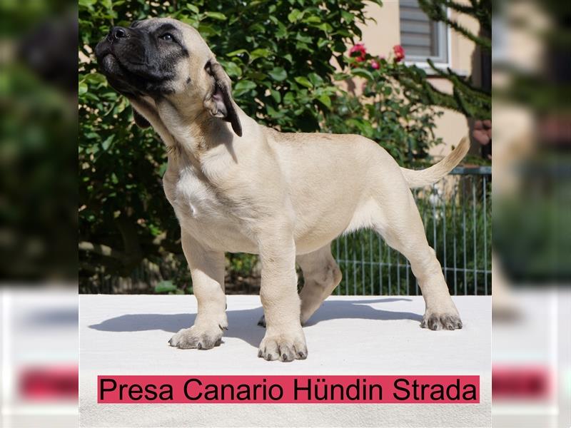 Top Presa Canario Welpen Deutsche Zucht, Papiere, EU-Pass, Chip, Eltern vor Ort!!