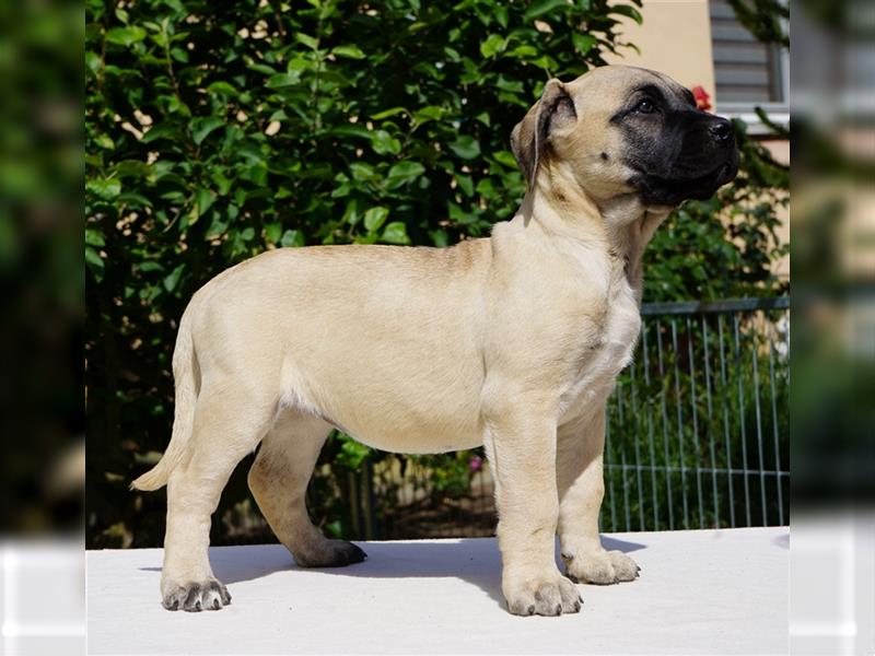 Top Presa Canario Welpen Deutsche Zucht, Papiere, EU-Pass, Chip, Eltern vor Ort!!