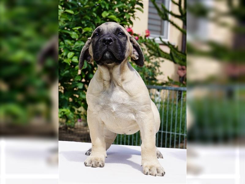 Top Presa Canario Welpen Deutsche Zucht, Papiere, EU-Pass, Chip, Eltern vor Ort!!