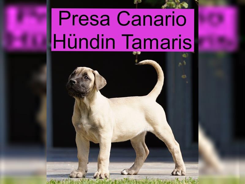 Presa Canario Welpen der S-Klasse mit Papiere, Deutsche Zucht!