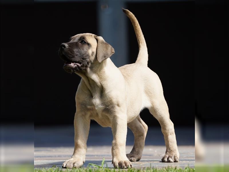 Presa Canario Welpen der S-Klasse mit Papiere, Deutsche Zucht!