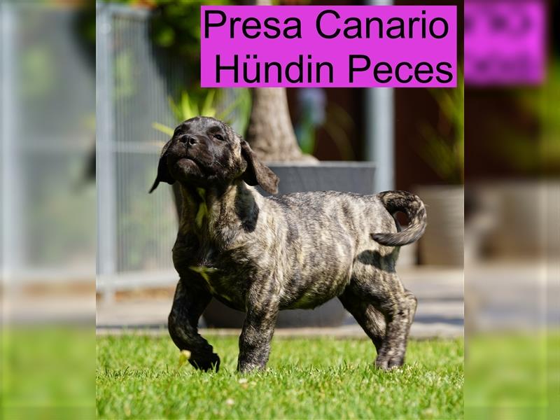 Presa Canario Welpen der S-Klasse mit Papiere, Deutsche Zucht!